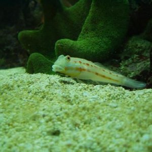 goby1.jpg