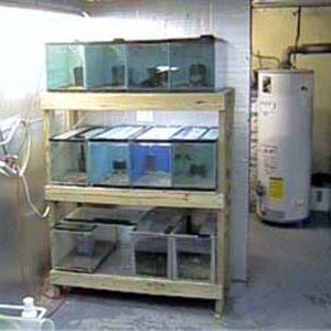 10_gallon_rack__1.JPG