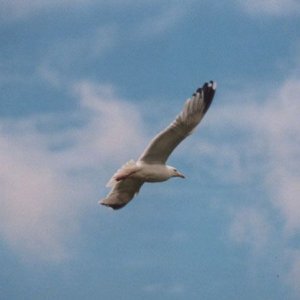 gull.jpg