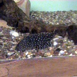 L30_Peppermint_Pleco.JPG