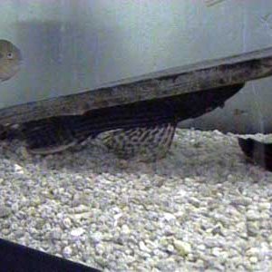 L25_Scarlet_Pleco.JPG