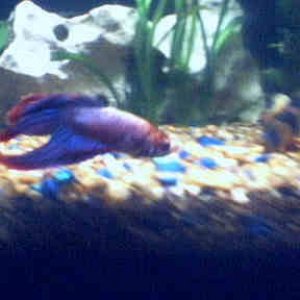 Picture_5tankfishy.jpg