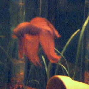 Picture_2tankbetta.jpg