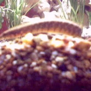 Picture_8eel.jpg