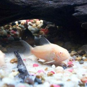Albino.JPG
