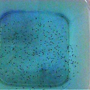 Severum_Fry_1_6.13.03.JPG