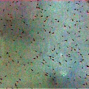Severum_Fry_3_6.13.03.JPG
