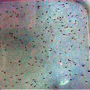 Severum_Fry_4_6.13.03.JPG