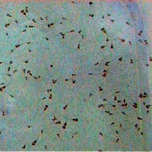 Severum_Fry_6_6.13.03.JPG