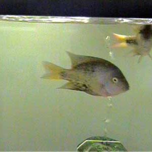 V.bifasciatus_1_6.13.03.JPG