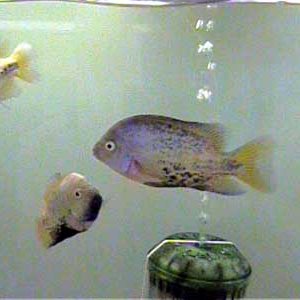 V.bifasciatus2_6.13.03.JPG