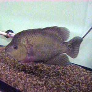 trimaculatus_4_6.13.03.JPG
