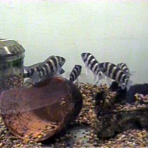 N._sexfasciatus_2_6.13.03.JPG