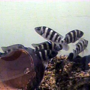 N._sexfasciatus_3_6.13.03.JPG