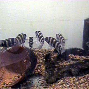 N._sexfasciatus1_6.13.03.JPG