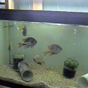 V.bifasciatus3_6.13.03.JPG