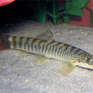 loach2.jpg