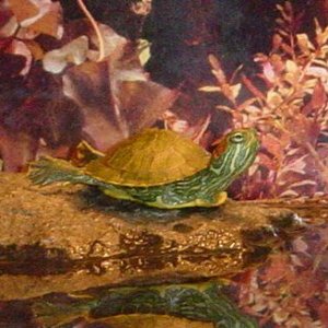 squirt_sunbathing.jpg