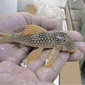 L14_Goldy_Pleco_7in._2.JPG