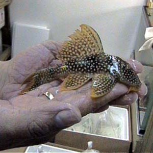 L14_Goldy_Pleco_9in._1.JPG