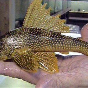 L14_Goldy_Pleco_10.5in._6.JPG