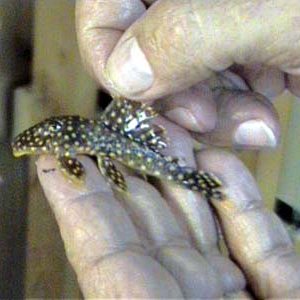L18_Gold_Nugget_Pleco_2.JPG