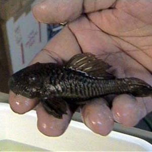L56_Rubber_Pleco_2.JPG
