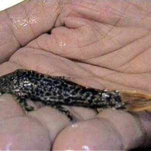 L114_Leopard_Pleco_1.JPG