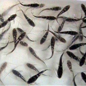 Pimelodus_Angelicus_2.JPG