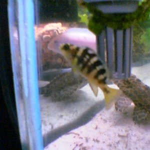 fish2.jpg