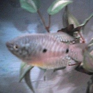 gourami.JPG