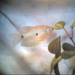 gourami.JPG