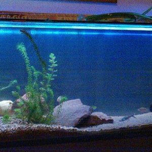 tank21_6.jpg