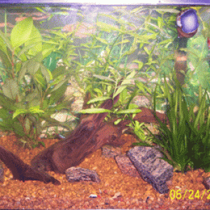 Tank1.gif