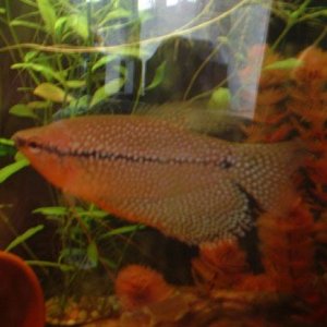 my_gourami.jpg