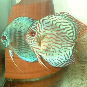 discus_pair.JPG