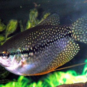 pearl_gourami.jpg