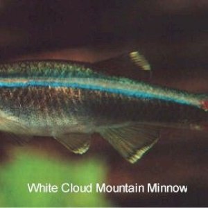 Tanichthys_alboubes_White_Cloud_Mountain_Minnow.jpeg