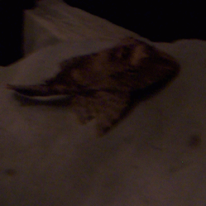 Pleco.gif