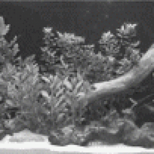 Plants.gif
