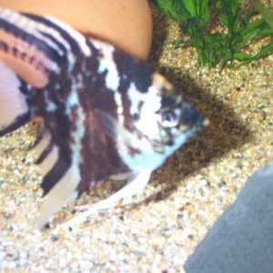 fish_Tank_005.jpg