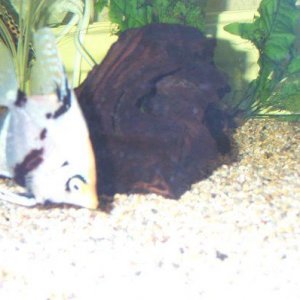 fish_Tank_001.jpg