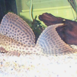fish_Tank_003.jpg