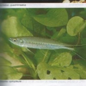 new_fish.jpg
