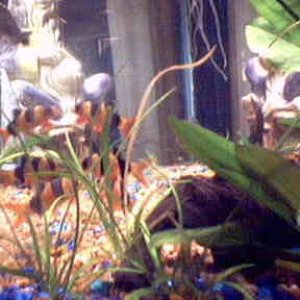 Picture_6funnyloaches.jpg