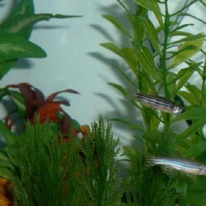 fish.JPG