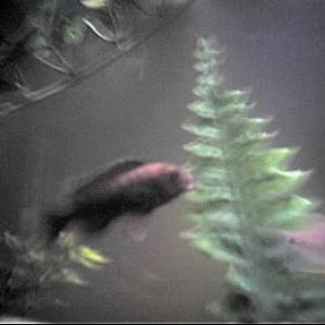 cichlid1.JPG