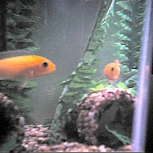 cichlid2.JPG