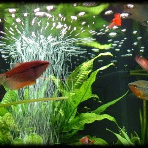fishy.JPG
