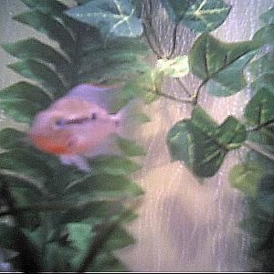 cichlids13.JPG